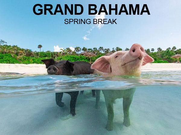 15% discount on the One Day Trip from Balearia Caribbean to Grand Bahama island.